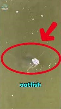 Animals That Made Mistakes That Turned Out To Be Costly