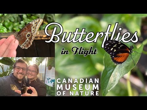 Butterflies in Flight | Canadian Museum of Nature | Ottawa Ontario | Full Exhibit Experience
