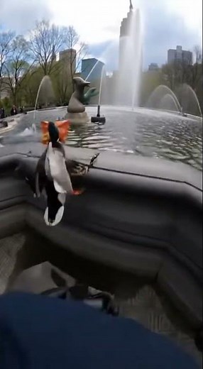 Duck Steals Chips and Dives Into Fountain