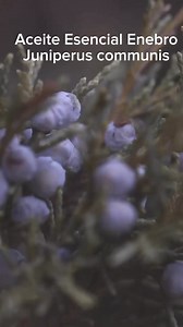Aceite esencial de Enebro, Juniperus communis, gran aliado para el musculoso adoloridos, la tensión, la energía estancada🍃. Trae energía, claridad mental y motivación🍃. Descubre cómo usar el enebro y otros aceites esenciales en la vida diaria. Síguenos esta semana para aprender más y transformar tu bienestar con Aromacademia🍃. #aromacademia #aceitesesenciales #aromaterapia #enebro #bienestar | AromAcademia