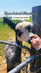 9.3K views · 52 reactions | Make new friends among the goats, deer, giraffes, and more at these Wisconsin Dells animal attractions! | Wisconsin Dells Visitor & Convention Bureau | Facebook