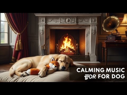 [LIVE] 12 Hours of Dog Music for Separation Anxiety 🐕‍🦺 | Calming Sounds for Deep Sleep &