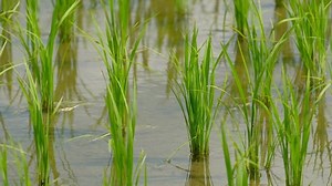 Rice After Rice Planting Early Summer Stock Footage Video (100% Royalty-free) 1055199551 | Shutterstock