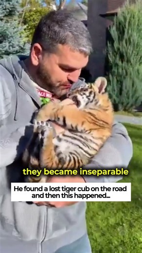 Rescued a Lost Tiger Cub #tiger #animals #pets #cute #animallovers #wildliferescue #wildlife #love