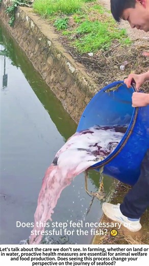 A Healthy Start: Stocking Disinfected Fingerlings 🐟