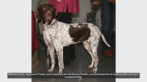 Top 10 Facts About the Old Danish Pointer