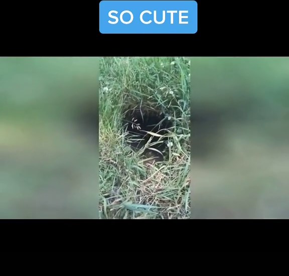 Adorable Foxes Chatting and Laughing