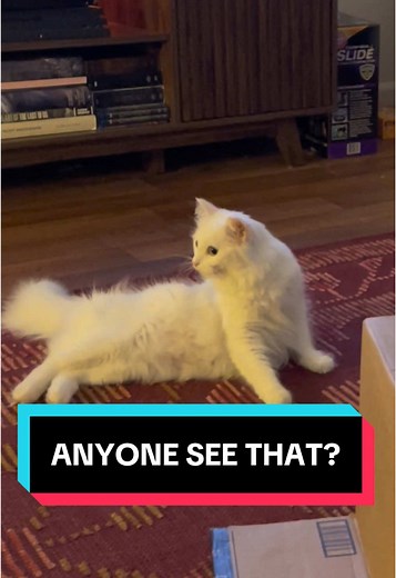 Solid Cat: Liquid-like Behavior Explained