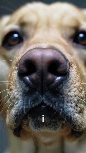 labrador pogodynka