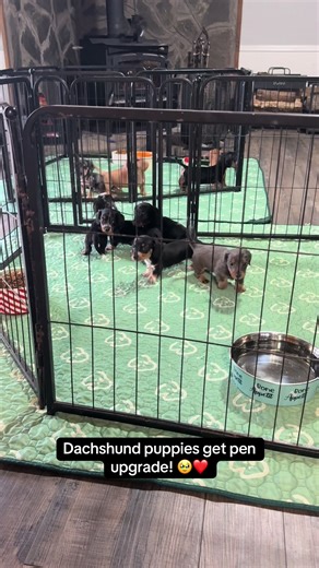 Dachshund Puppies Enjoying Their New Spacious Pen!