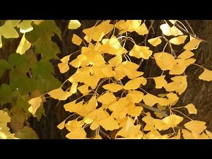 Yellow Leaves of Ginkgo Tree Falling Down in Autumn