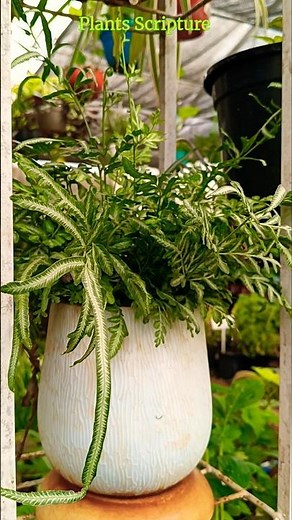 Silver Lace Fern Plant |Silver Lace Fern indoor plant |Air Purifying Indoor Plant |Pteris Ensiformis
