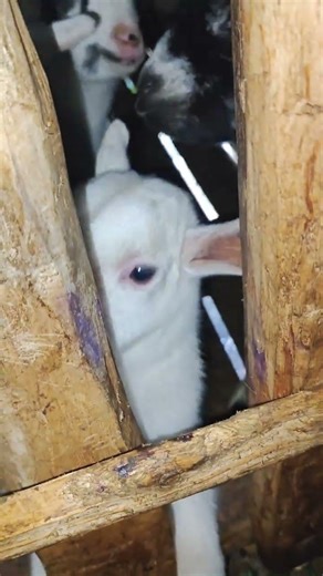 Have You Ever Seen a Blue-Eyed Baby Goat? #cutefarmanimal #cute#babyanimal