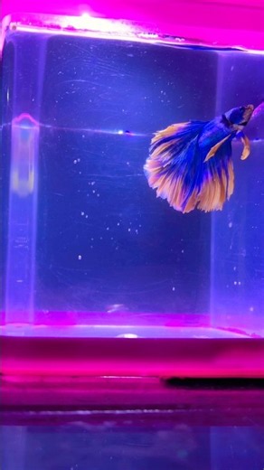Betta fish feeding time #mukadamaquarium