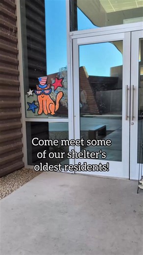 103K views · 4.4K reactions | Seniors don't belong in the shelter! Meet some of the double digit pets in our "Silver Whiskers Club" who are looking for a foster or forever home.  | Pima Animal Care Center | Facebook