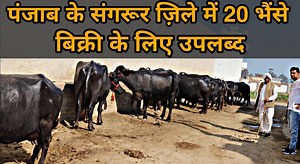 33K views · 6.5K reactions | 20 Buffaloes Available For Sale. Village-Bhullan,District-Sangrur,Punjab Website : https://sansaniwaldairyfarm.com/ | Sansaniwal Dairy Farm | Facebook