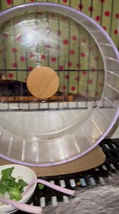 Opossums do not play like some orphans. However they enjoy their walking wheels. These babies were up earlier, ate and took a nap. Now they're back up tonight and will walk on the wheels for hours. Trust me, we keep an eye dropper with a bit of olive oil to keep the wheels well oiled so the squeaking is kept to a minimum. lol