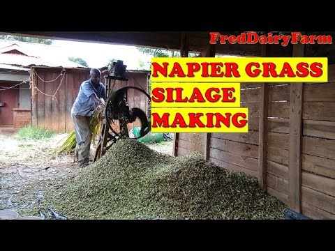 NAPIER GRASS SILAGE MAKING