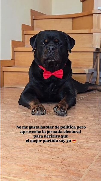 My Rottweiler Is Getting Married Today! 🐶💍