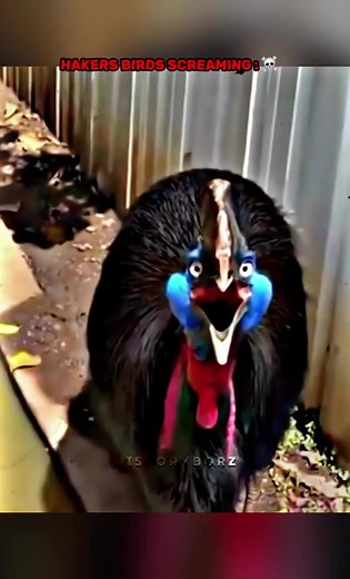Terrifying Birds Screaming Compilation