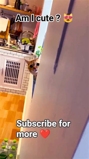 kitten 🐾 #cat #meowing #catshorts #cats #kitten #kitty #ytshorts #reels #viral #trending #cute #pets