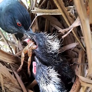34K views · 959 reactions | #EP20.Greater coucal bird Food for frogs and locusts for her baby to eat. | Review Bird Nest | Facebook