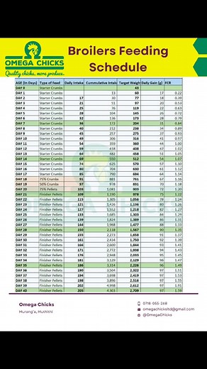 Broiler Chicks Feeding Schedule Explained | Omega Chicks