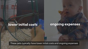 Affordable Pets To Own