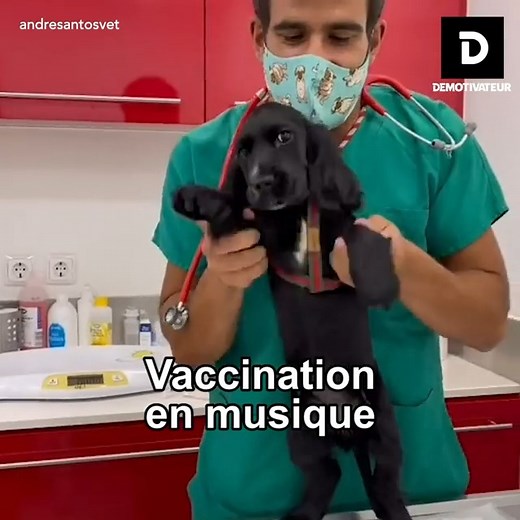 1M views · 10K reactions | Ce vétérinaire donne toutes ses astuces pour rassurer les animaux ! ❤️ | Demotivateur | Facebook