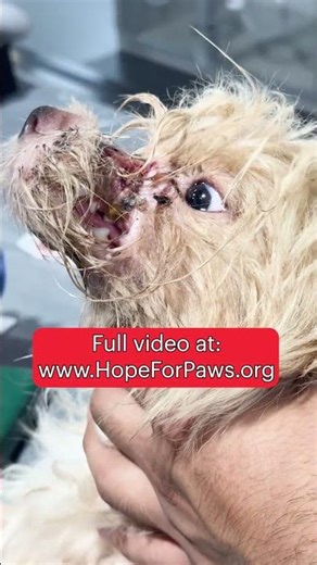 This is why we need your support. Full video of Rigatoni on our channel and our website. ❤️👍 #dog