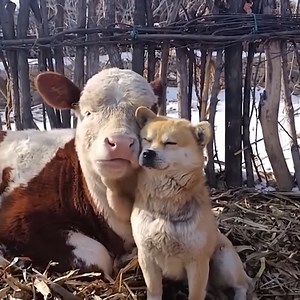 2.4M views · 162K reactions | Affectionate Shiba Inu Dog And Cow Have An Inseparable Bond | Miudogameryt | Facebook