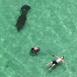 61K views · 418 reactions | Just looking for shells and sand dollars at the beach when... Manatees regularly swim up and down the beaches in the Gulf and the Atlantic during the summers. About 90% of the time they go unnoticed, even when the water is clear. Tip = If you want to see what's in the water around you, wear polarized glasses. #nature #animals #beach #florida #sea #ocean | See Through Canoe | Facebook