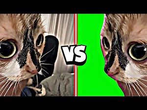 Kitten Stare With Trumpet Music Meme | Green Screen