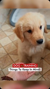 Dog 🦮 Training - Things To Keep In Mind❗️ | Dogs Your Friends Forever