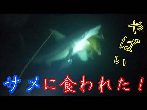 漁の最中にサメに襲われた！！【恐怖映像】【Shark Attacks】