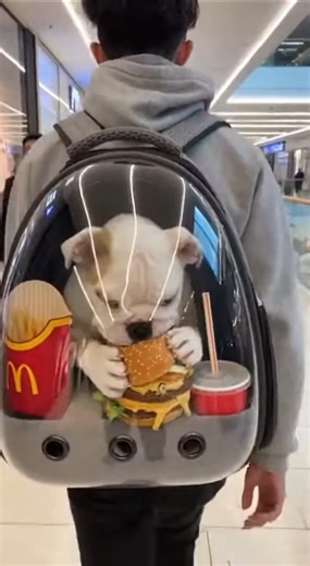 Wait… Is That Dog Eating a McBurger?! 😳🐶🍔 #shorts