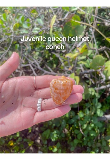 Exploring Tiny Seashells: A Beachcomber's Delight