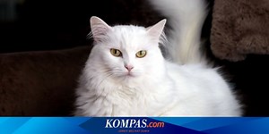 4 Tips Sederhana Merawat Kucing Anggora Kesayangan Anda