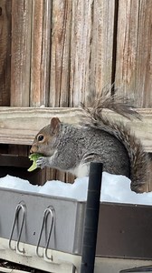 A clip of a squirrel eating broccoli 🥦 | Kenzy’s Story