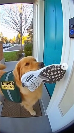 Dog Delivers a Shoe Like Amazon… 5 Stars for Effort 😂📦🐶📝