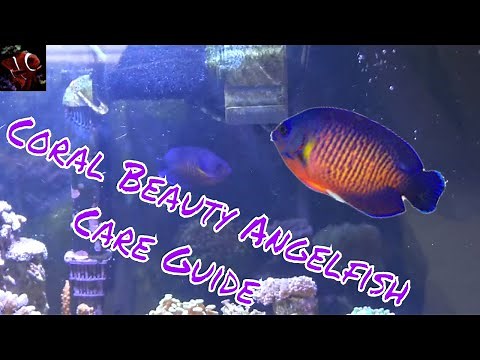 Coral Beauty Angelfish Care Guide