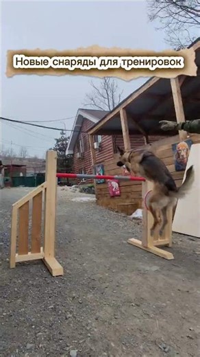 Шабли и новые снаряды для тренировок #dog #суперсобака #животные