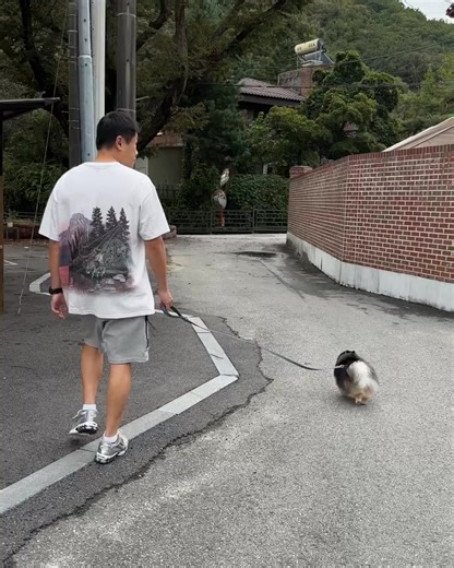 22 reactions | #pomeranian | I Love My Pomeranian | Facebook