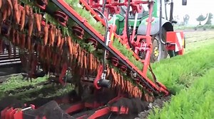 Harvesting Carrots We've seen our share of oddly satisfying stuff, but we never knew that harvesting carrots can be so captivating. Usually, farm work resembles hard physical labor, but a company called Dewulf released this video about their machines, and it's certainly kept us entranced. Enjoy! Source: http://www.dewulfgroup.com and www.boredpanda.com | Yates Australia