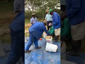 Planting sugar bean (sugar inoculation with rhizobium)