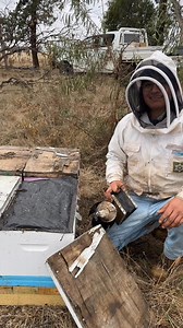 Our new bee colonies are ready for the upcoming season, monitored with the BeeHero sensor and treated for varroa mites. Always going forward 🐝 | Australian Bees