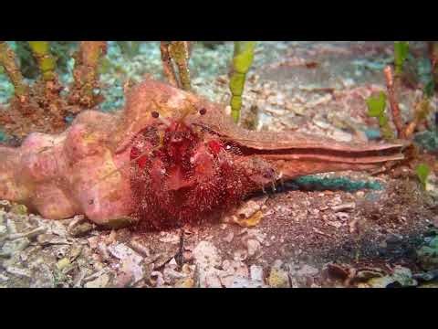 Ulua April 2-5, 2026