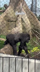 Gorilla Roaming at Brookfield Zoo 🦍 | Chicago Wildlife Adventure