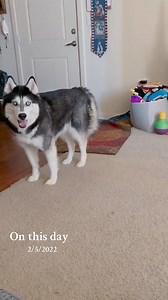 #onthisday It’s February! Will you be Haiku’s valentine #haikuthehusky #fyp #viral #husky #dog | Haiku The Husky