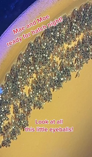 Clownfish Breeding: Mae and Moe's Babies Hatch Night